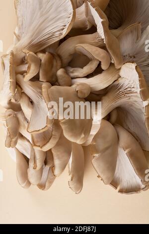 Un grand groupe de champignons comestibles se chevauchant Banque D'Images