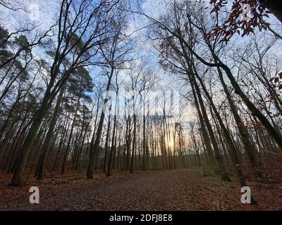 Berlin, Allemagne. 05e décembre 2020. Le ciel bleu est visible entre les arbres de Grunewald. Credit: Paul Zinken/dpa/Alay Live News Banque D'Images