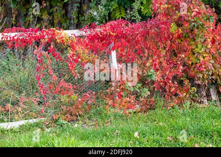 woodbine autogrimpant, Parthenocissus quinquefolia avec des feuilles d'automne colorées monte sur une clôture avec filet de fil. Banque D'Images