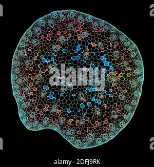 Zea sp. Tige de maïs, TS, section colorée, photomicrographe à fond noir Banque D'Images