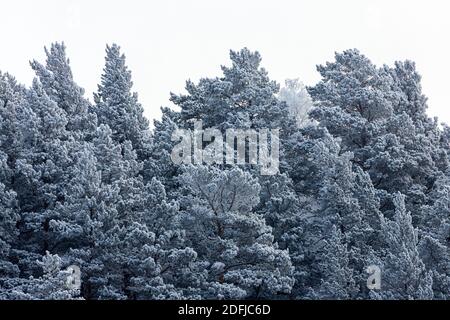 Gros plan de sommets enneigés de sapins sous des chutes de neige sur le fond d'une forêt blanche givrée, foyer doux. Belle forêt magique Banque D'Images