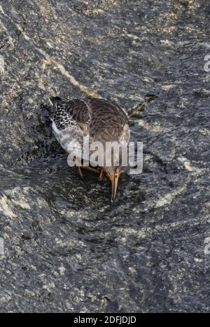 Purple Sandpiper (Calidris maritima) le premier oiseau d'hiver qui se débarrasse sur la roche humide Eccles-on-Sea, Norfolk, Royaume-Uni Novembre Banque D'Images