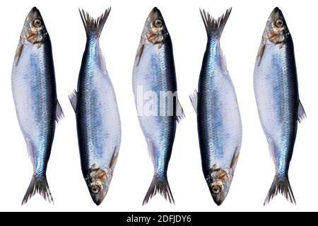 Placer le poisson de hareng isolé sur fond blanc. Groupe de poissons congelés. Poisson de l'atlantique glacé. Erreurs. Motif de hareng. Texture du hareng. Espace vide. Copier Banque D'Images