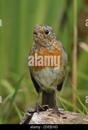 Robin européenne (erithacus rubecula) immaturité muant dans le plumage adulte Eccles-on-Sea, Norfolk, Royaume-Uni Juillet Banque D'Images