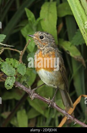 Robin européenne (erithacus rubecula) immaturité muant dans le plumage adulte Eccles-on-Sea, Norfolk, Royaume-Uni Juillet Banque D'Images