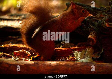 Notre magnifique Red Squirrel natif appréciant une station d'alimentation Banque D'Images