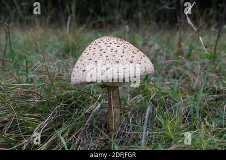 Jeune champignon de parasol caché dans la haute herbe, lat. Macrolepiota procera, de la forêt d'Ucka, Croatie Banque D'Images