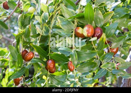 Jujube méditerranéen aux fruits mûrs, prêt à la récolte, Ziziphus juba, appelé date chinoise ou date rouge, de Dalmatie, Croatie Banque D'Images