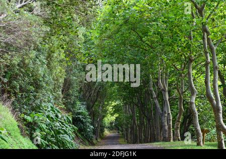 Forêts de l'île de Graciosa, archipel des Açores, Portugal Banque D'Images