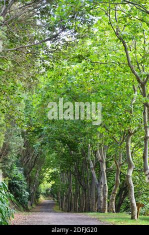 Forêts de l'île de Graciosa, archipel des Açores, Portugal Banque D'Images