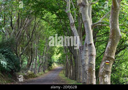 Forêts de l'île de Graciosa, archipel des Açores, Portugal Banque D'Images