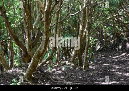 Forêts de l'île de Graciosa, archipel des Açores, Portugal Banque D'Images