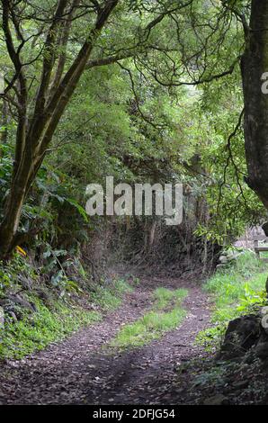 Forêts de l'île de Graciosa, archipel des Açores, Portugal Banque D'Images