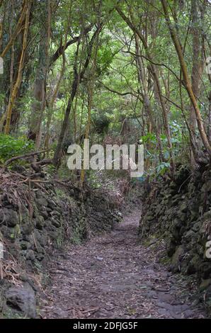 Forêts de l'île de Graciosa, archipel des Açores, Portugal Banque D'Images