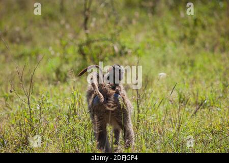 Mère et bébé Olive Baboon pour une promenade dans le parc national de Serengeti, Tanzanie, Afrique Banque D'Images