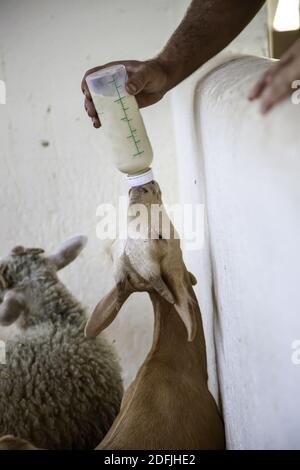 Lait de chèvre consommé dans une bouteille, animaux de ferme et nutrition Banque D'Images