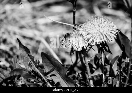 Photo en noir et blanc d'un pissenlits jaune lors d'une journée ensoleillée d'été avec une abeille . Photo de haute qualité Banque D'Images