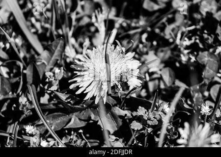 Photo en noir et blanc d'un pissenlits jaune lors d'une journée ensoleillée d'été . Photo de haute qualité Banque D'Images