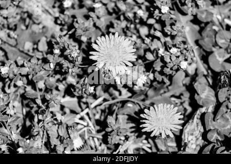 Photo en noir et blanc d'un pissenlits jaune lors d'une journée ensoleillée d'été . Photo de haute qualité Banque D'Images