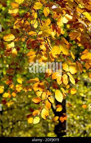 Hêtre (fagus sylvatica), montrant une branche de feuilles d'automne coulure éclairée par la lumière du soleil. Banque D'Images
