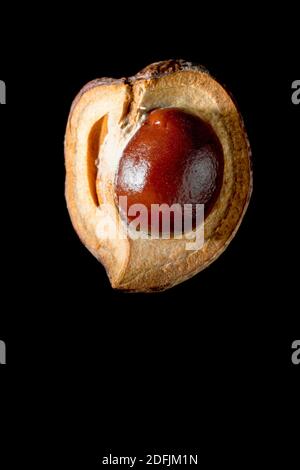 Chestnut de cheval ou Conker (aesculus hippocastaneum), gros plan de la vie d'un seul conker dans sa coquille, isolé sur un fond noir. Banque D'Images
