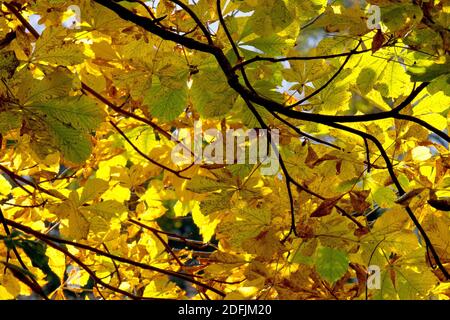 Chestnut de cheval ou Conker Tree (aesculus hippocastaneum), montrant une branche de feuilles d'automne rétro-éclairées par le soleil. Banque D'Images