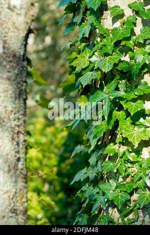 Ivy (hedera Helix), montrant la plante ententée autour d'un tronc d'arbre et les différents styles de feuilles qu'elle produit. Banque D'Images