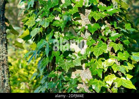 Ivy (hedera Helix), montrant la plante ententée autour d'un grand tronc d'arbre et les différentes formes de feuilles qu'elle produit. Banque D'Images
