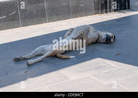 ​​lying chien blanc errant dans la rue Banque D'Images