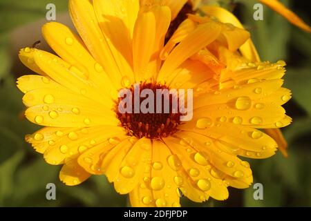 Fruitfly (Drosopohola) sur la fleur trempée par la pluie Banque D'Images