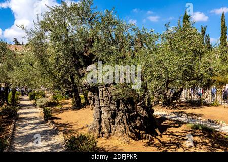 Jérusalem, Israël - 14 octobre 2017 : oliviers historiques dans le jardin de Gethsemane dans le sanctuaire de Gethsemane sur le Mont des oliviers près de Jérusalem Banque D'Images