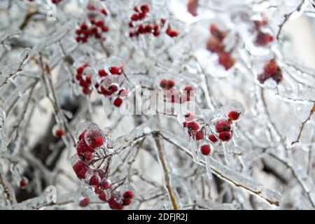 Beaucoup de mini-pommes rouges, baies accrochées sur l'arbre dans un bouquet sont très congelés, complètement dans la glace. Très grand. Banque D'Images