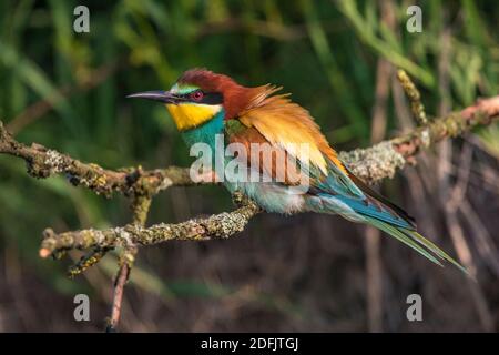 Bienenfresser (Merops apiaster) Banque D'Images