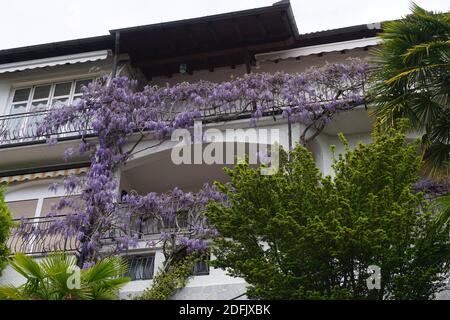 une wisteria pourpre s'infiltre sur les ponts d'un bâtiment Tessin Banque D'Images
