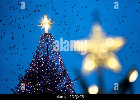 Washington, États-Unis. 5 décembre 2020. Photo prise le 4 décembre 2020 montre l'arbre de Noël national près de la Maison Blanche à Washington, DC, les États-Unis. Credit: Liu Jie/Xinhua/Alay Live News Banque D'Images