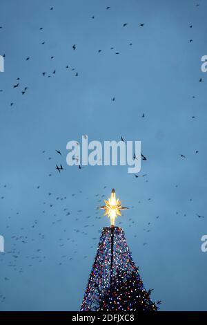 Washington, États-Unis. 5 décembre 2020. Photo prise le 4 décembre 2020 montre l'arbre de Noël national près de la Maison Blanche à Washington, DC, les États-Unis. Credit: Liu Jie/Xinhua/Alay Live News Banque D'Images