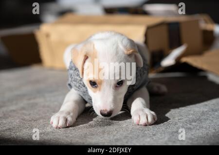 Adorable chiot féminin jouant à l'extérieur avec un chandail en arrière-plan Banque D'Images