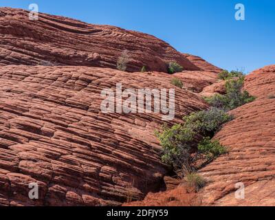 Une ligne de plantes remplit une fissure, Petrified Dunes, Snow Canyon State Park, Saint George, Utah. Banque D'Images