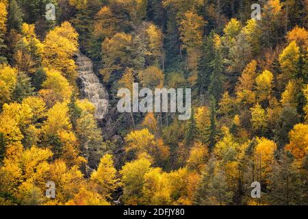 Vue sur l'automne depuis Pendleton, vue sur le parc national de Blackwater Falls, près de Davis, Virginie occidentale Banque D'Images