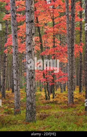 Couleurs vives de l'automne dans la forêt nationale de Hiawatha, aux États-Unis du Michigan Banque D'Images