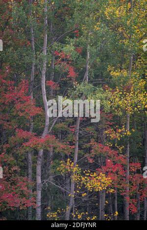 Couleurs vives de l'automne dans la forêt nationale de Hiawatha, aux États-Unis du Michigan Banque D'Images