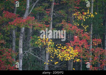 Couleurs vives de l'automne dans la forêt nationale de Hiawatha, aux États-Unis du Michigan Banque D'Images