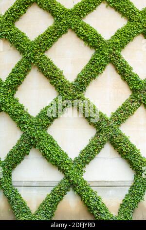 Feuilles de lierre verte poussant sur un mur de jardin dans un modèle de trelis, Royaume-Uni Banque D'Images