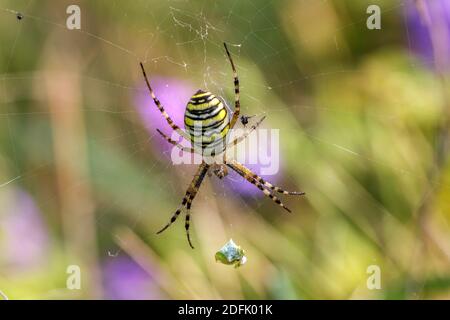 Wespenspinne (Argiope bruennichii) Banque D'Images