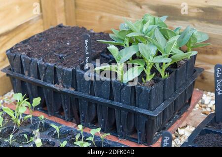 Roottrainers avec des plantules de légumes (fèves) poussant dans un cadre froid, Royaume-Uni Banque D'Images