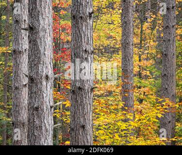 Couleurs vives de l'automne dans la forêt nationale de Hiawatha, aux États-Unis du Michigan Banque D'Images