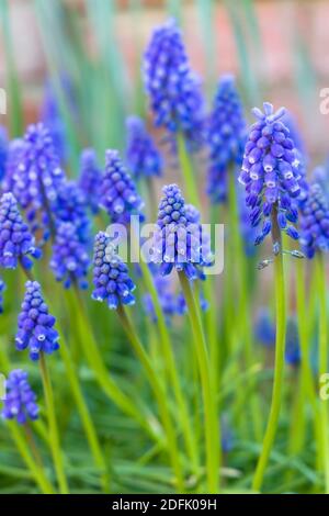 Muscari armeniacum ou cime arménienne de la jacinthe fleur de raisin, lit de fleur de printemps bleu, Royaume-Uni Banque D'Images