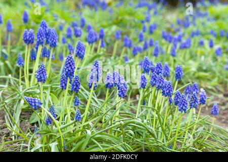 Bleu muscari armeniacum, amas de jacinthe de raisin arménien, fleurs printanières fleuries, Royaume-Uni Banque D'Images