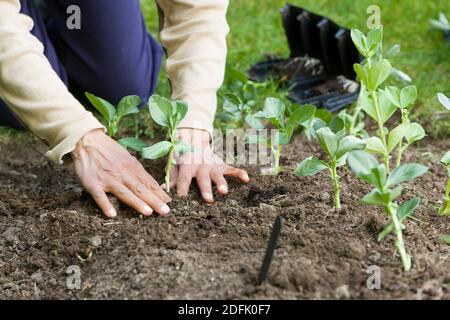 Femme plantant de grandes plantes de haricots, poussant des légumes dans un jardin, Royaume-Uni Banque D'Images