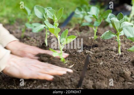 Femme, jardinière féminine plantant des légumes, fèves dans le sol dans un jardin, Royaume-Uni Banque D'Images